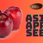 Asian apple seeds