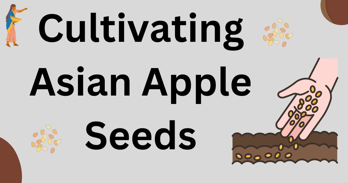 Asian Apple Seeds