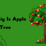 How Big Is Apple Tree