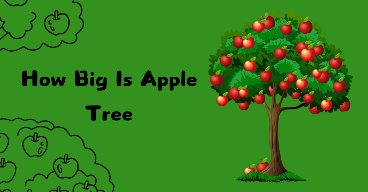 How Big Is Apple Tree