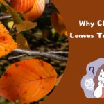 Why Cherry Tree Leaves Turning Yellow