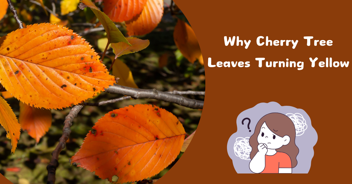 Why Cherry Tree Leaves Turning Yellow