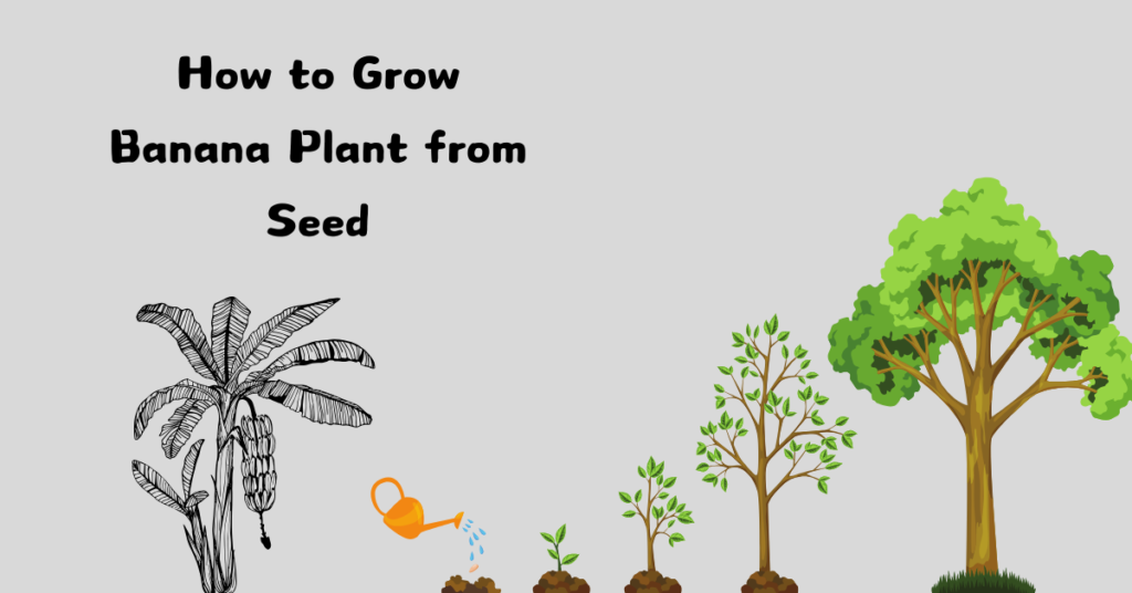 How to Grow Banana Plant from Seed