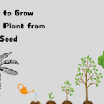 How to Grow Banana Plant from Seed