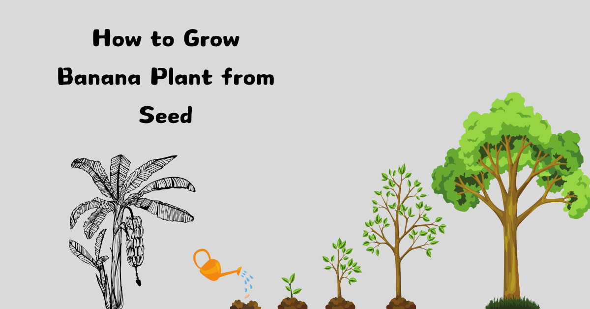 How to Grow Banana Plant from Seed