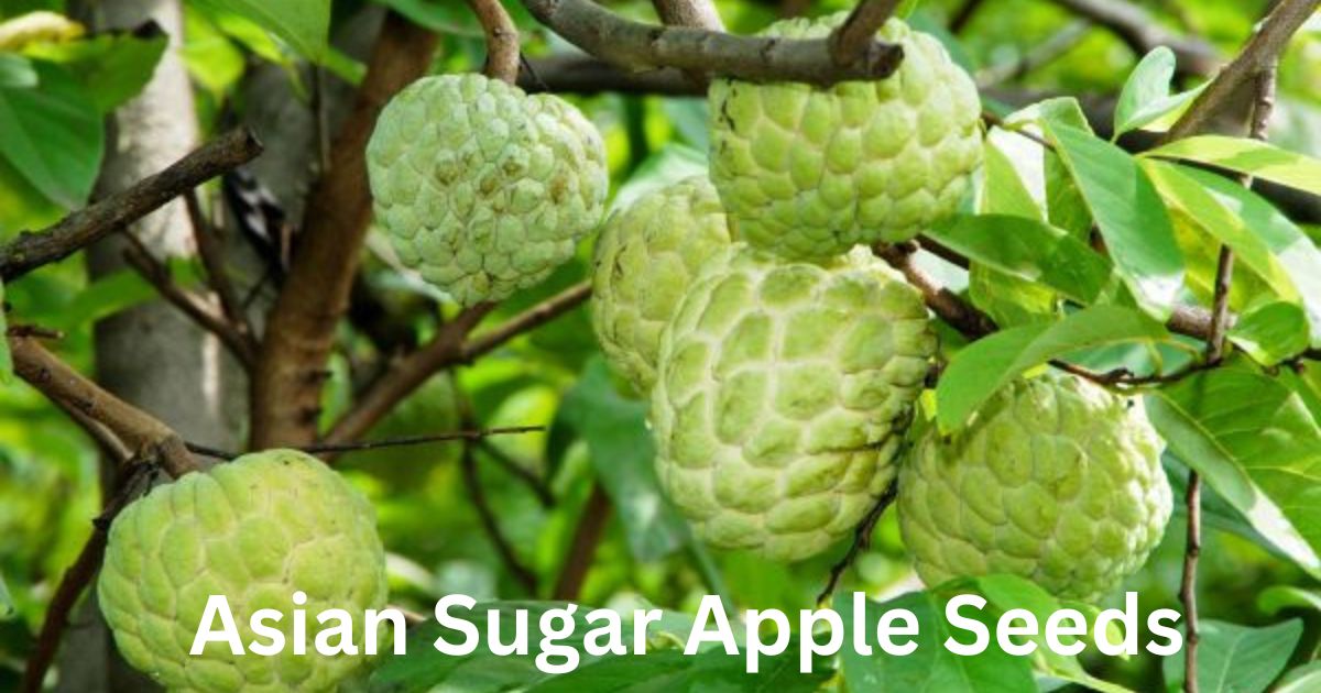 Asian Sugar Apple Seeds