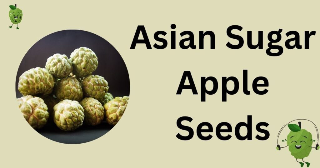 Asian Sugar Apple Seeds