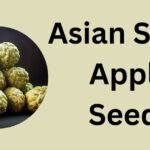 Asian Sugar Apple Seeds