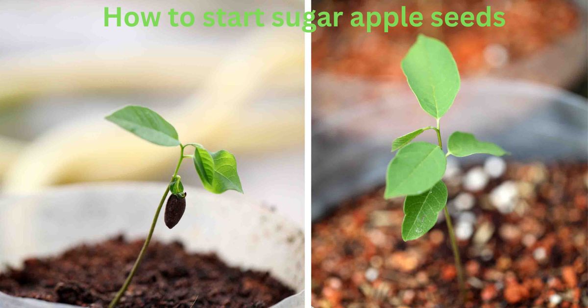 Asian Sugar Apple Seeds