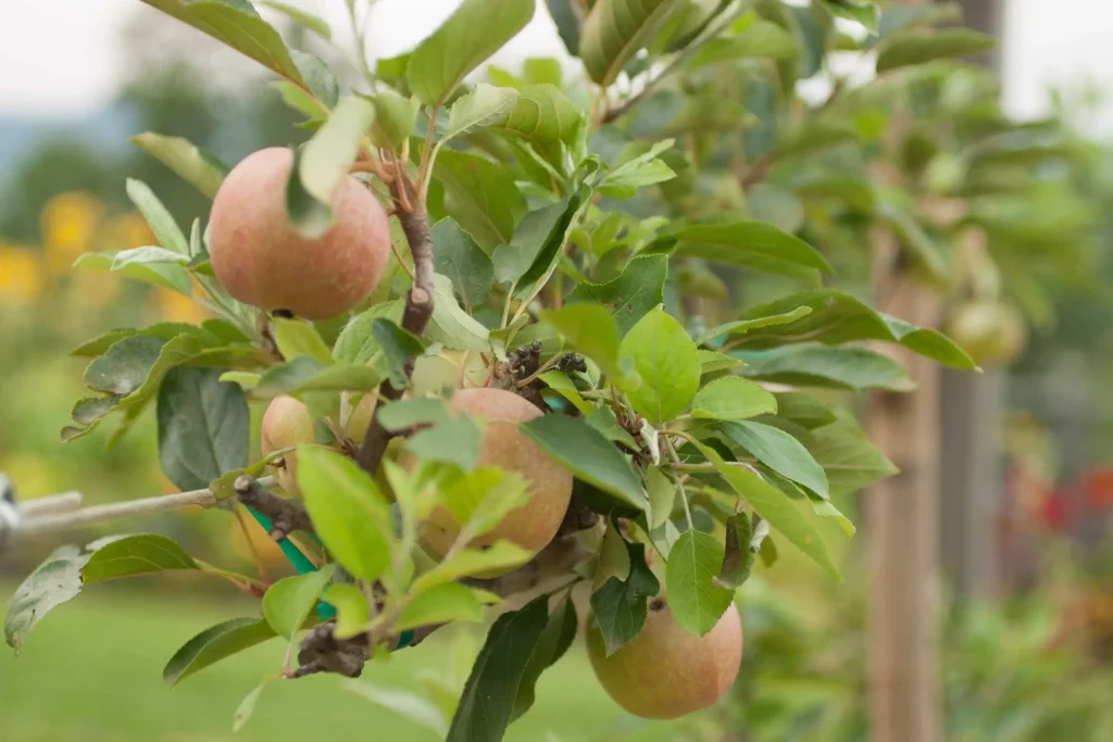 What Are the Environmental Benefits of Growing Apple Trees?