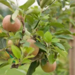 What Are the Environmental Benefits of Growing Apple Trees?