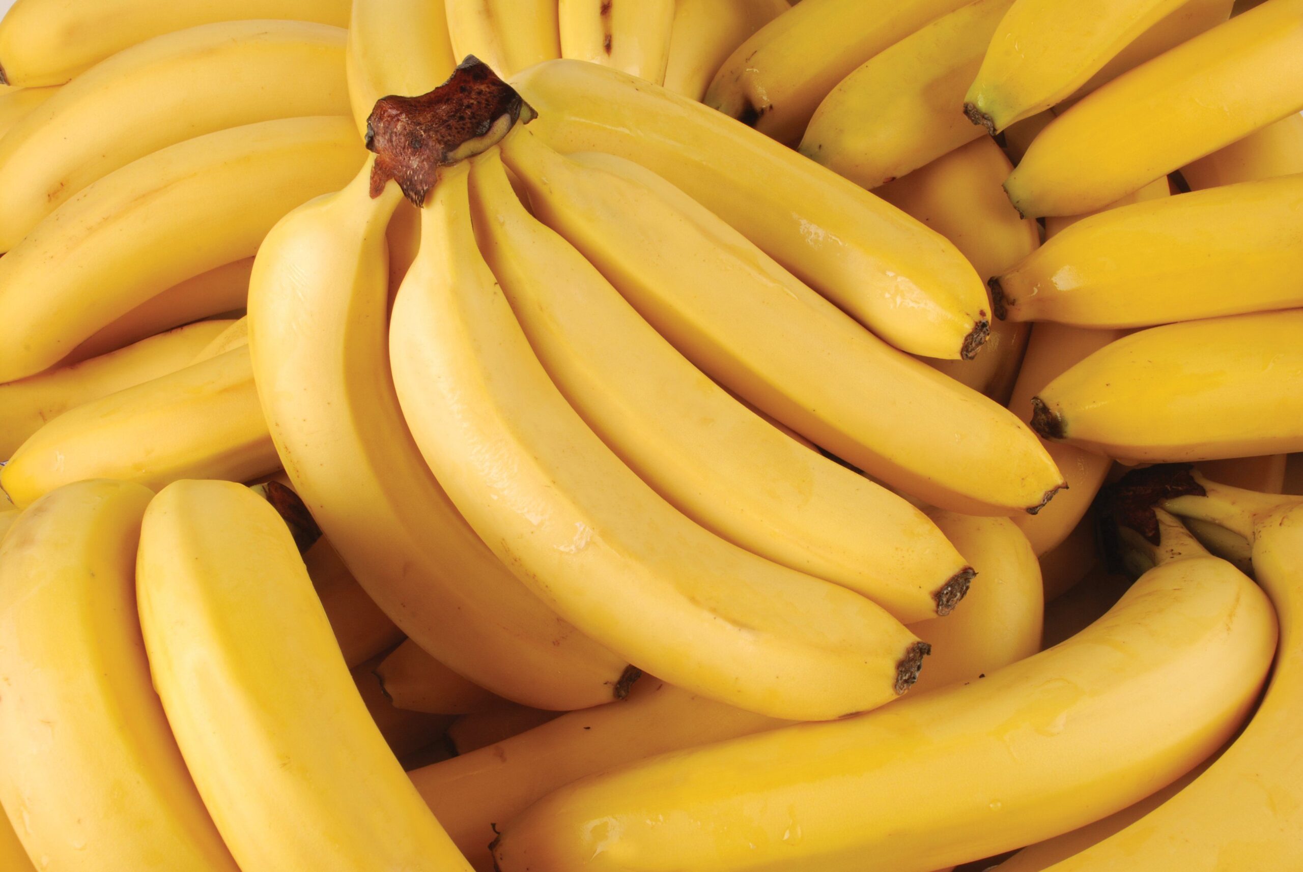 What are 5 Facts About Bananas?