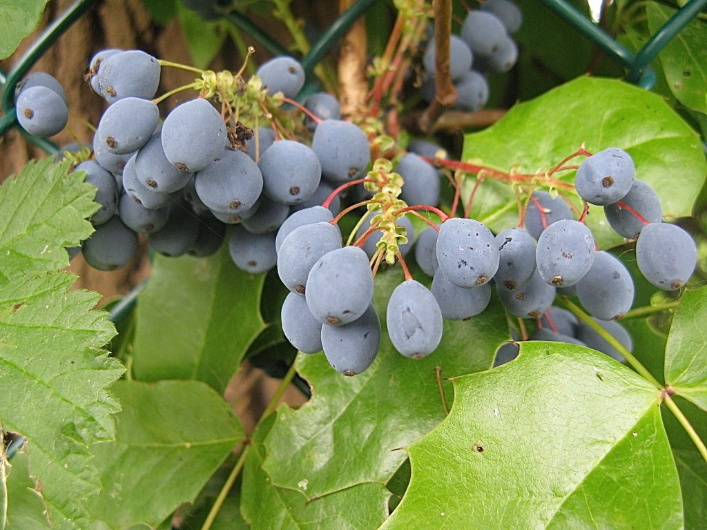 Oregon Grape Plant