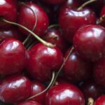 Types of Sour Dark Cherry