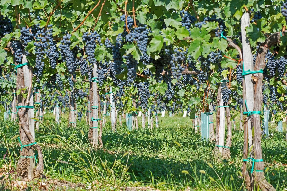 concord grapes