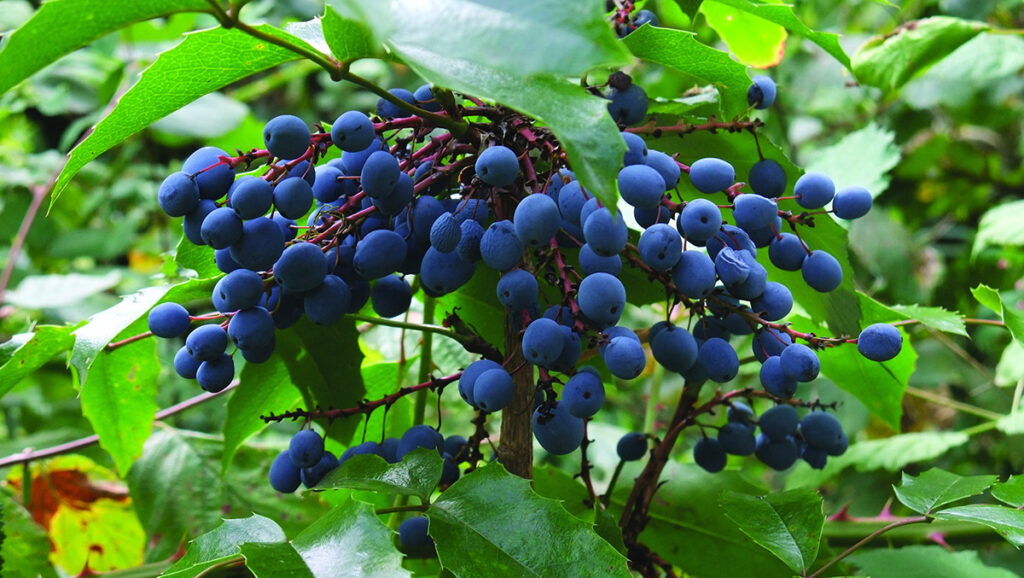 Oregon Grape