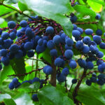 Oregon Grape