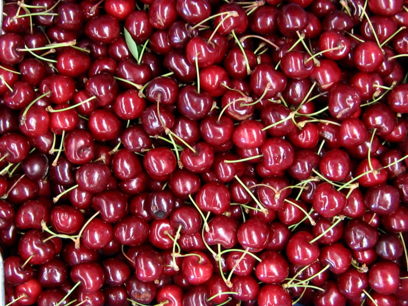 What Are the Different Types of Sour Cherries?