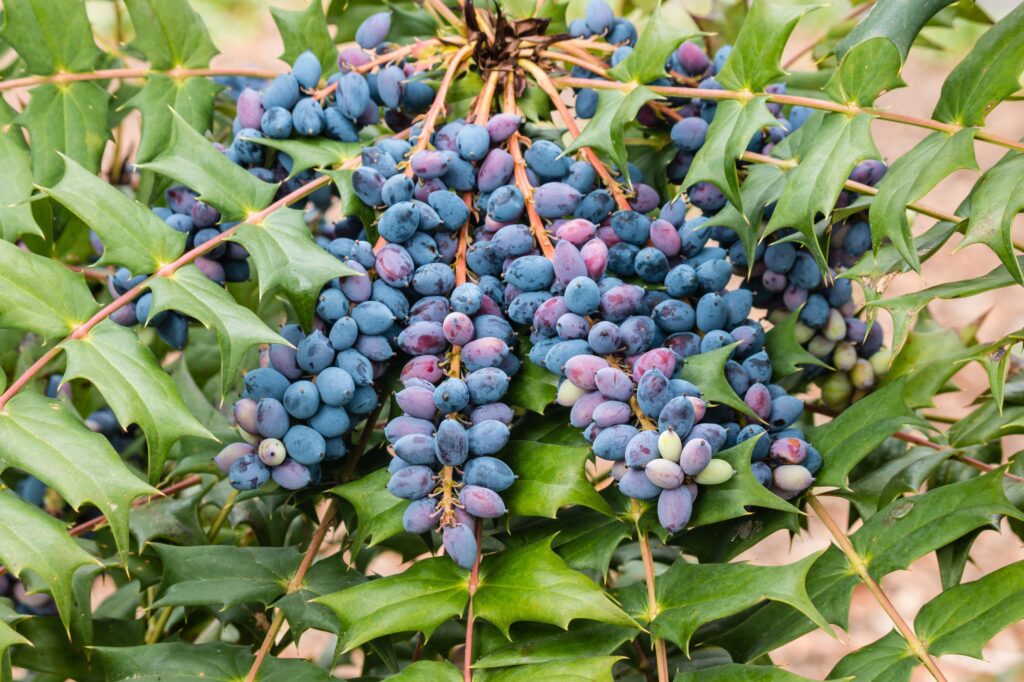 Oregon Grape Plant