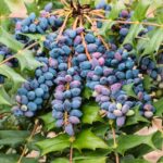 Oregon Grape Plant