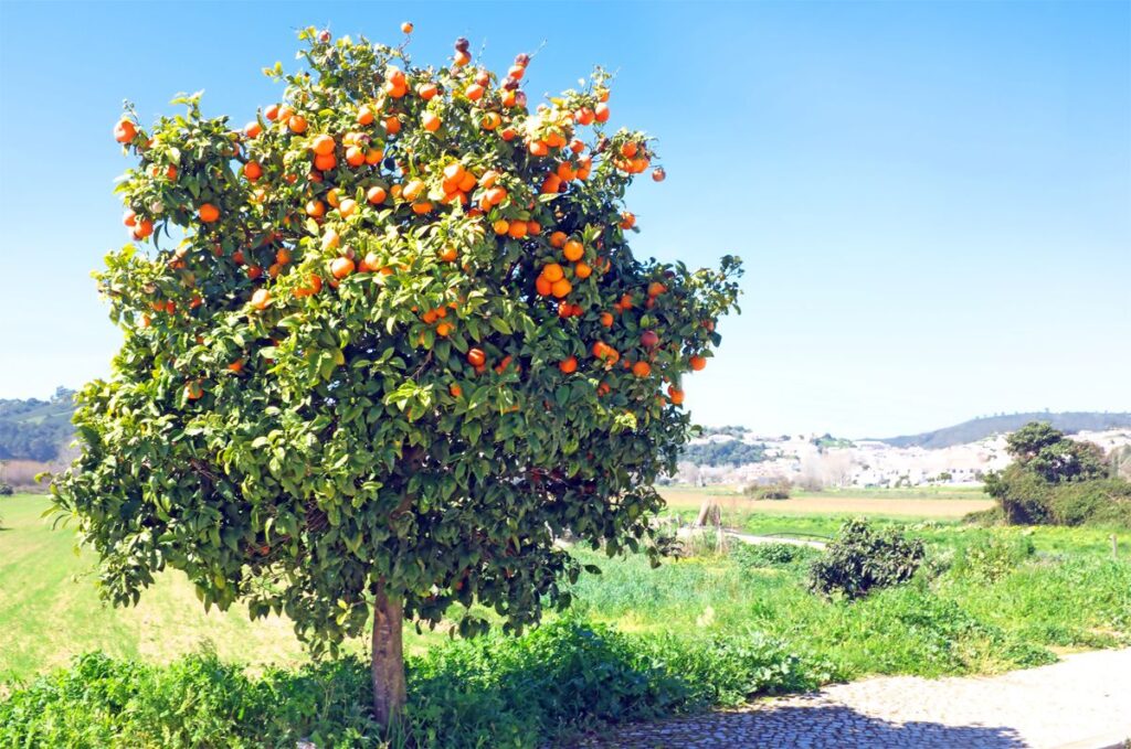 How Do You Grow Your Own Orange Tree?