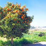 How Do You Grow Your Own Orange Tree?