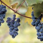 concord grapes