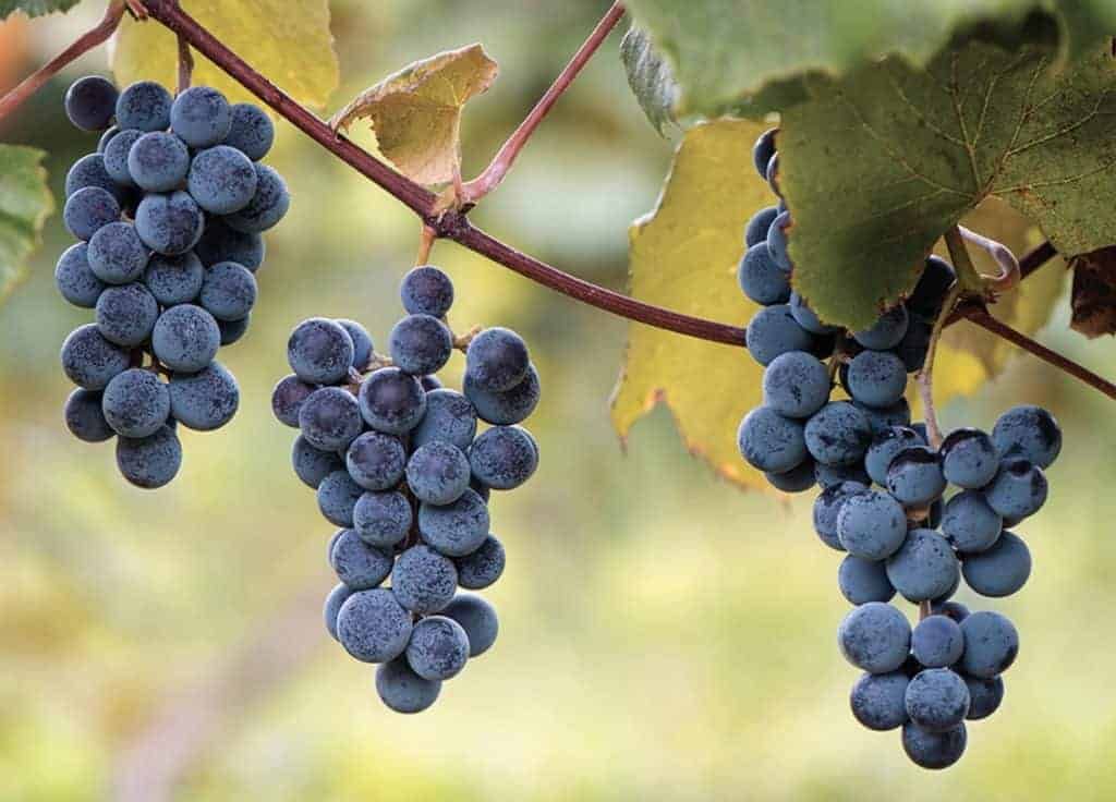 concord grapes