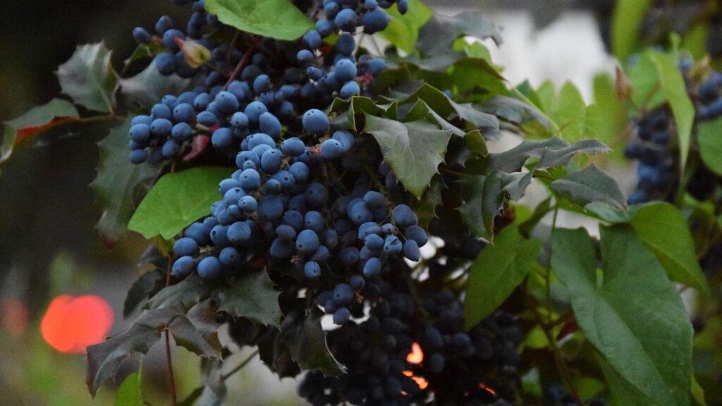 Oregon Grape Plant Types