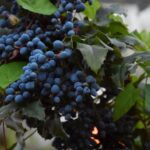 Oregon Grape Plant Types