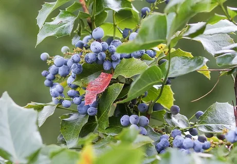 Oregon Grape