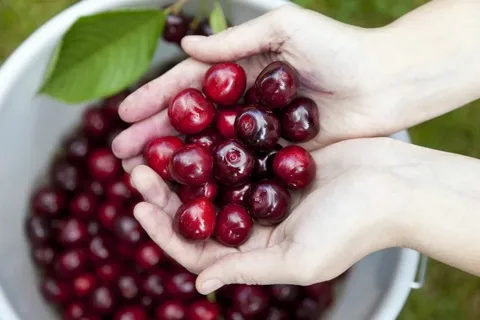 How Do Cherries Support Weight Loss and Digestion?