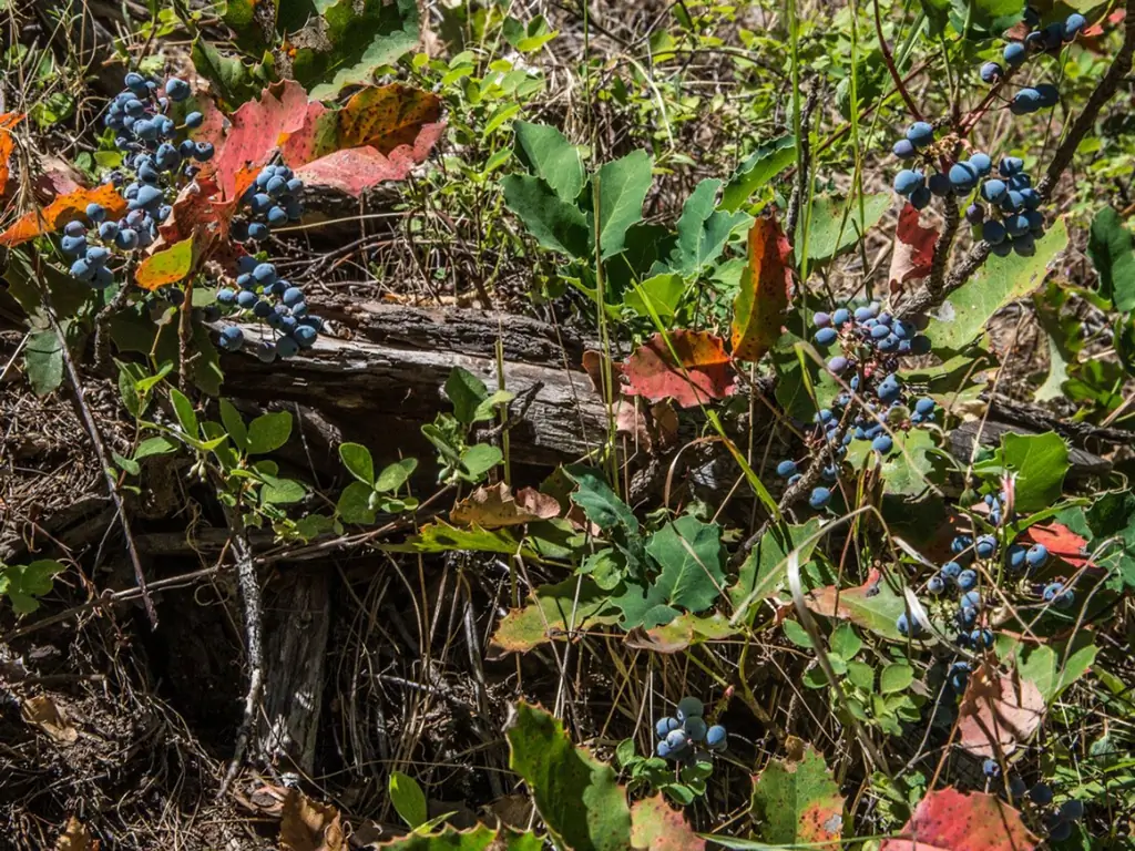 Oregon Grape Plant Types