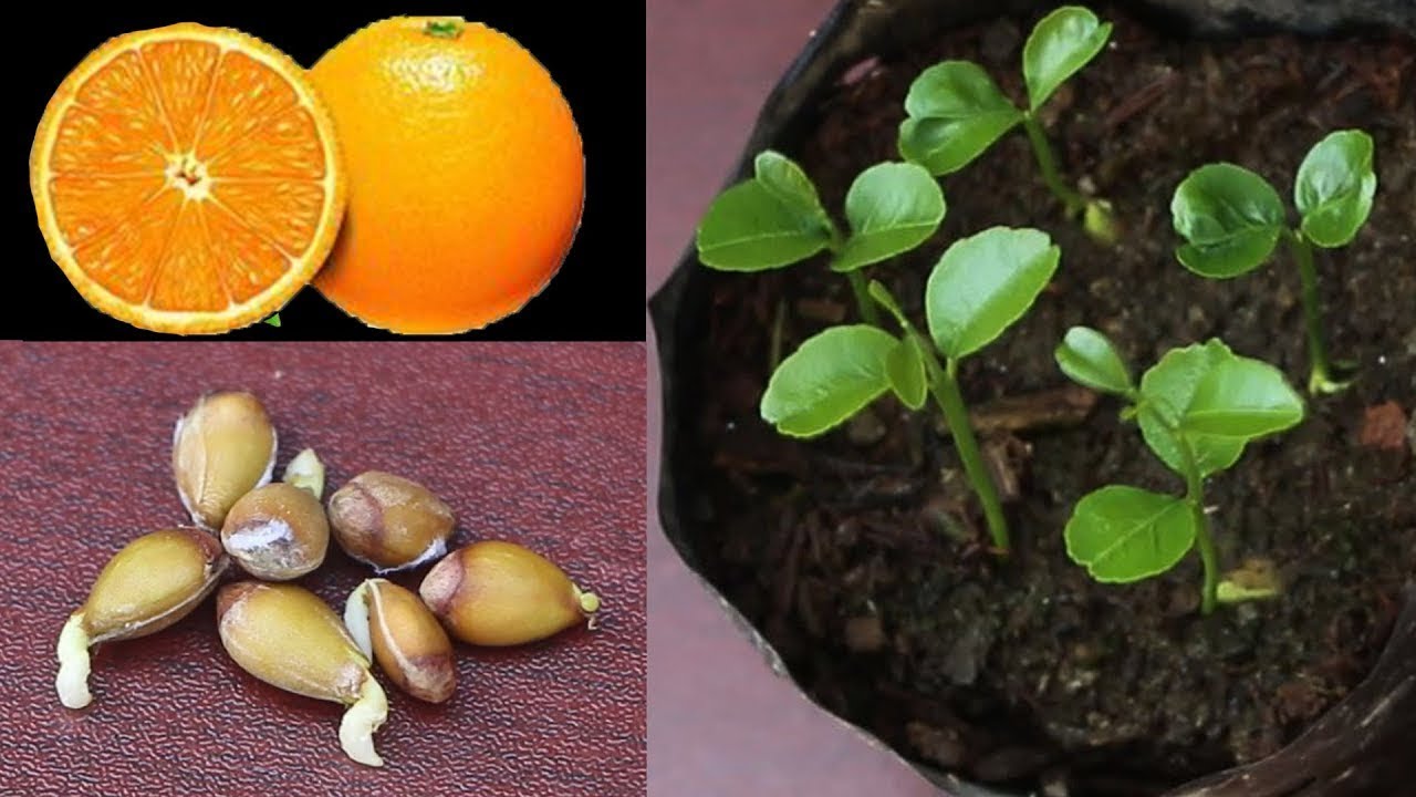 How Do You Grow Your Own Orange Tree?