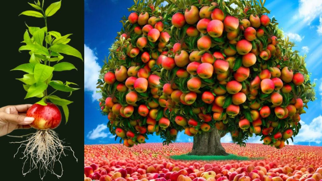 Can You Grow an Apple Tree from Asian Apple Seeds?