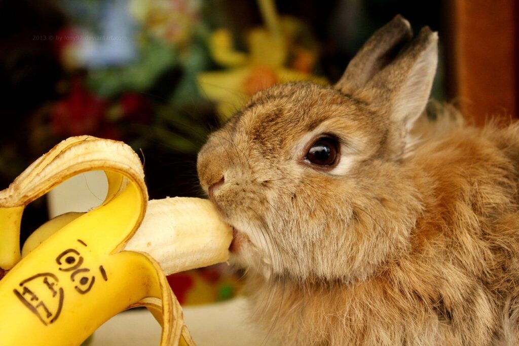 Can Rabbits Eat Bananas