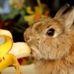 Can Rabbits Eat Bananas