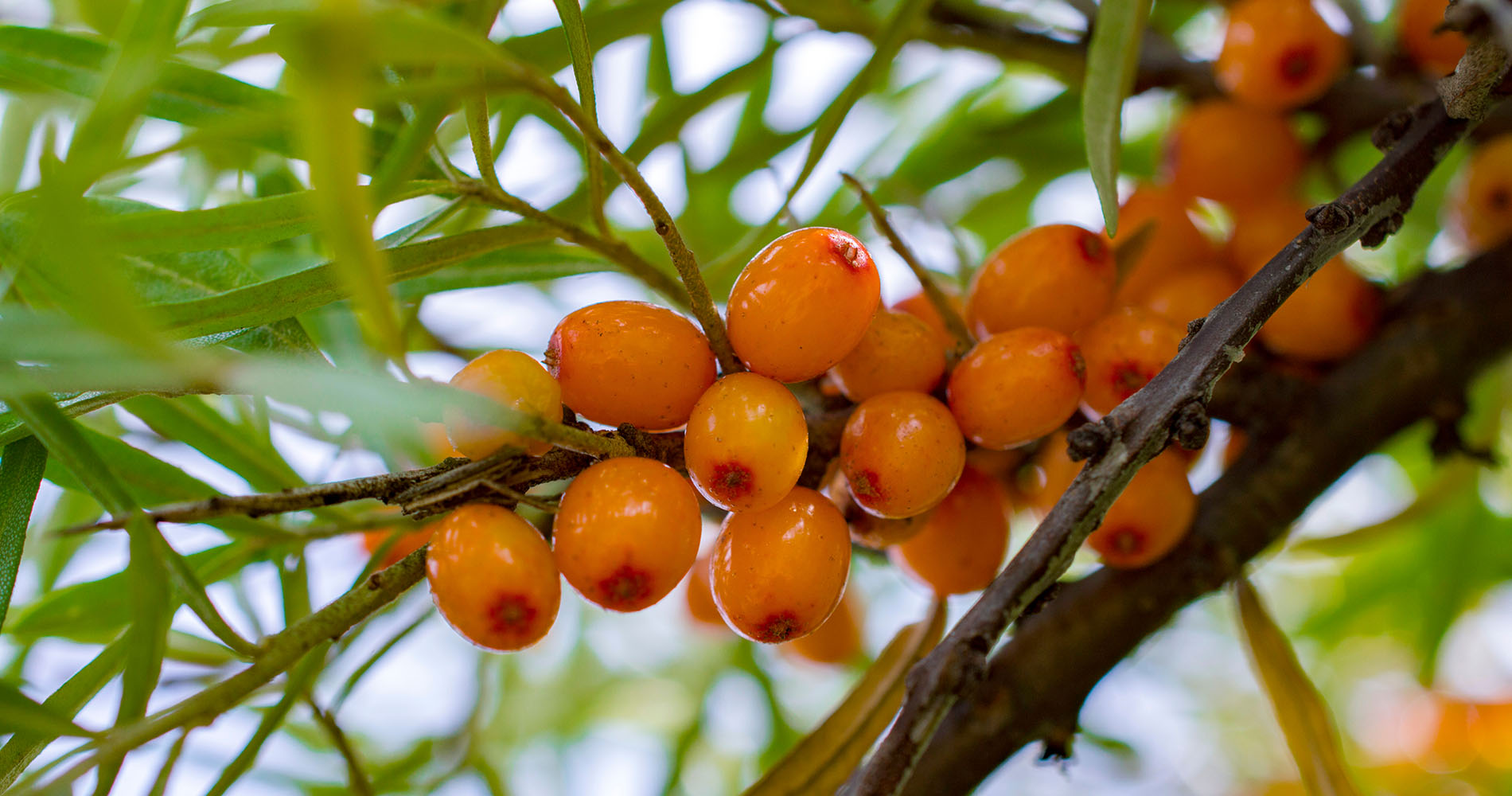 Which Small Orange Fruits Are Edible and Nutritious?