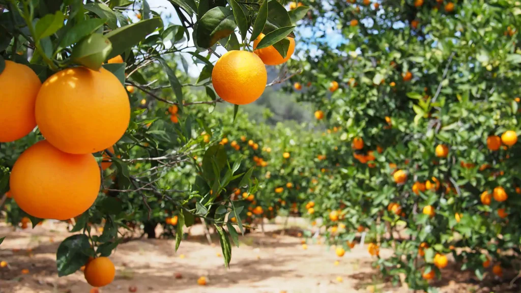 Why Are Small Orange Fruits So Popular in Tropical Regions?