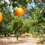 Why Are Small Orange Fruits So Popular in Tropical Regions?