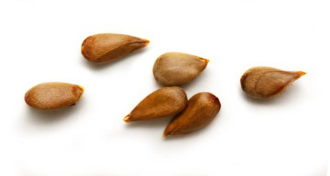 What Are the Potential Risks of Consuming Asian Apple Seeds Regularly?