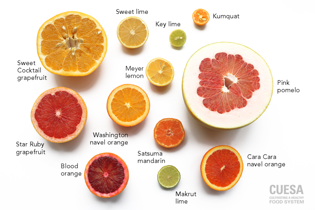 How Are Small Orange Fruits Different from Large Citrus Varieties?