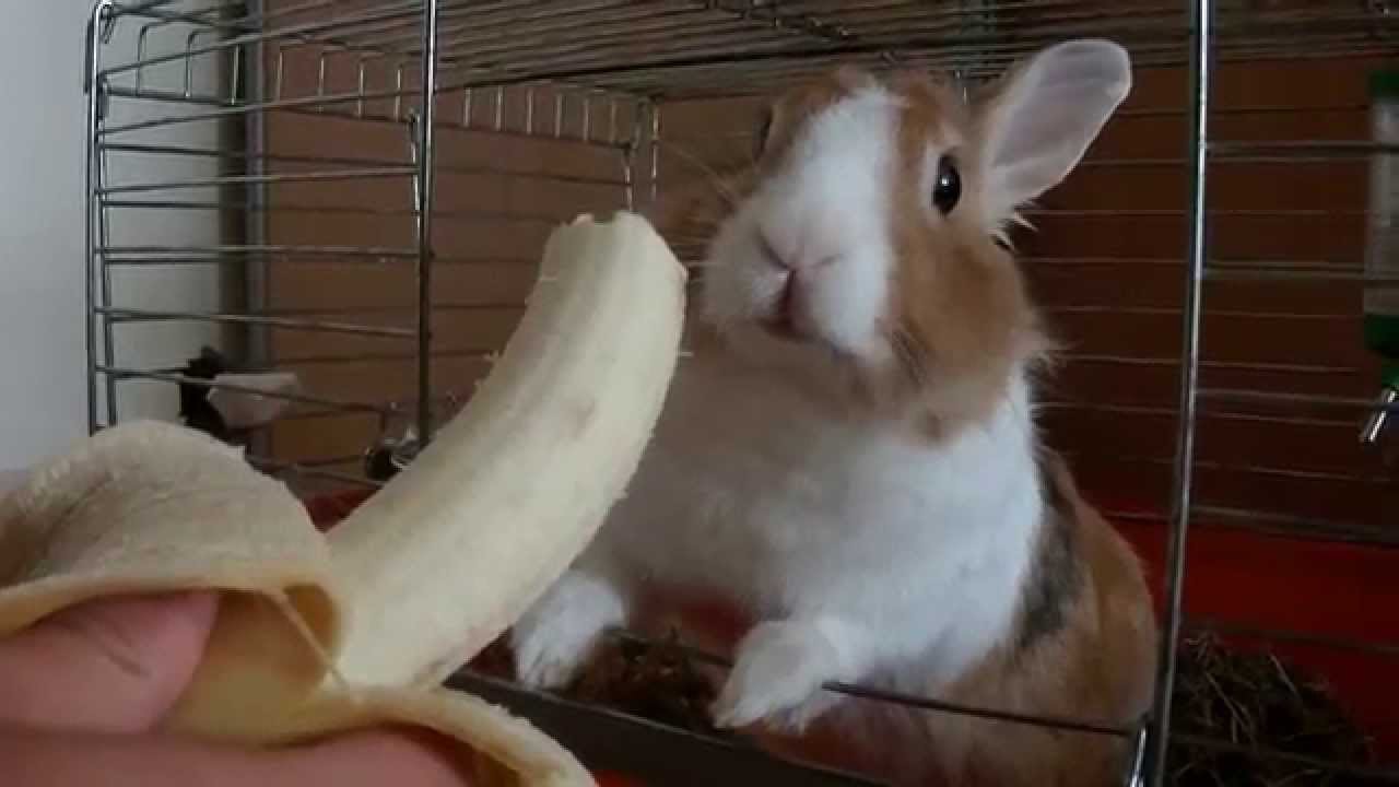 Can Rabbits Eat Bananas