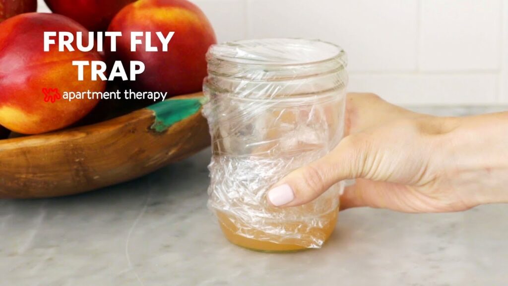 fruit fly trap apple cvs​