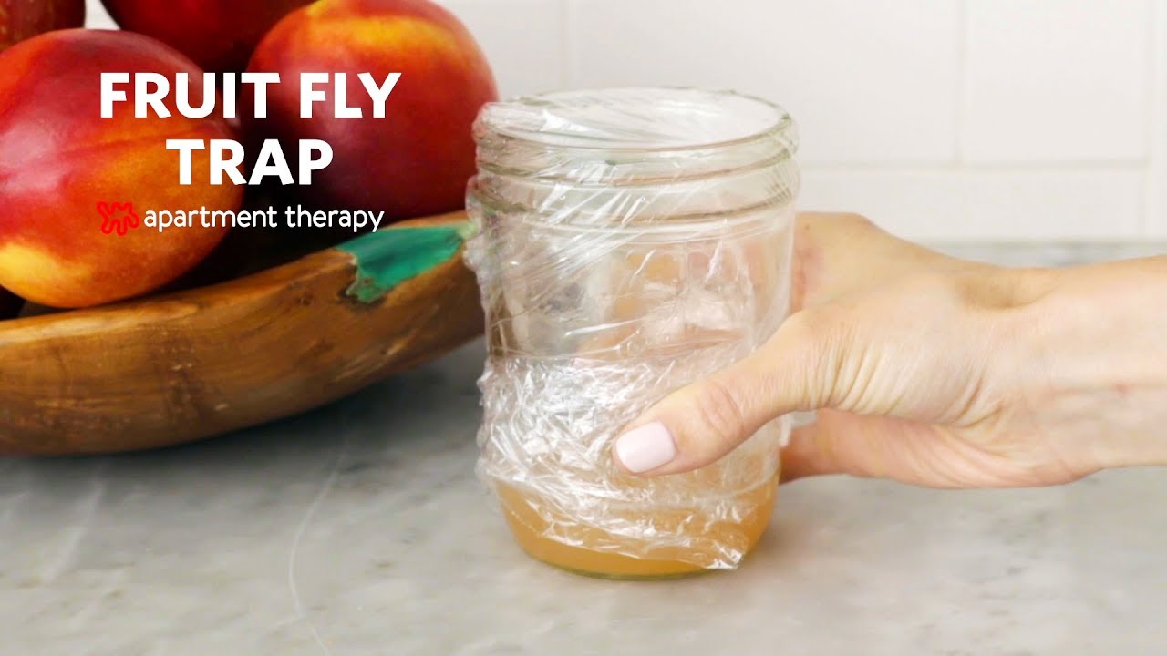 fruit fly trap apple cvs​