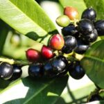 Cherry Laurel (Prunus laurocerasus):